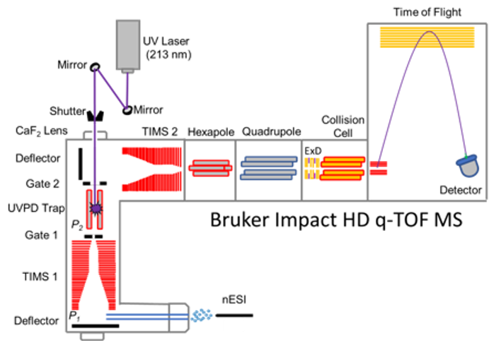 Bruker Impact HD q-TOF MS modified with dual TIMS analyzers (TIMS 1, TIMS 2), a UVPD trap, and a 213 nm UV laser for tandem mobility- and UV-photodissociation-based analyses.