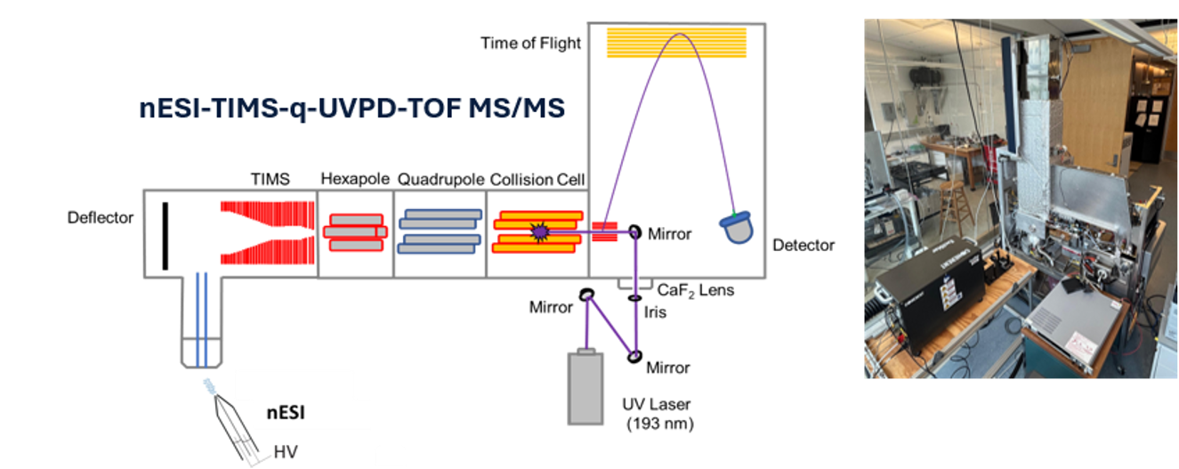 Schematic of the nESI-TIMS-q-UVPD-TOF MS/MS instrument, pairing a TIMS analyzer with UV photodissociation ahead of the TOF detector, alongside a photo of the assembled system in the lab.