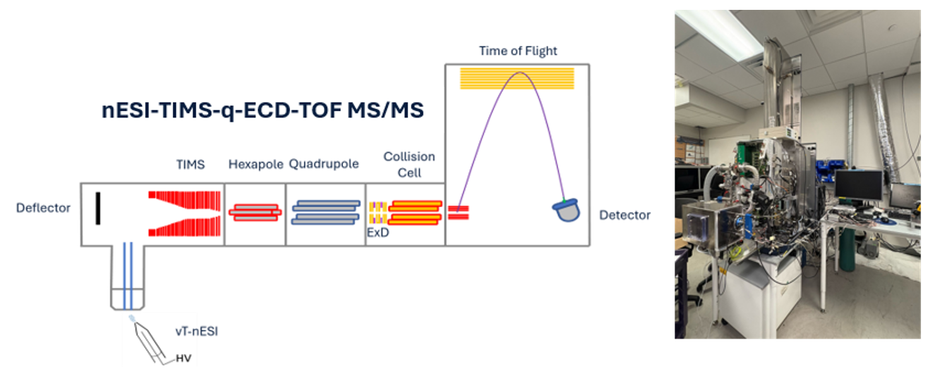 Schematic of the nESI-TIMS-q-ECD-TOF MS/MS instrument, pairing a TIMS analyzer with electron capture dissociation ahead of the TOF detector, alongside a photo of the assembled system in the lab.